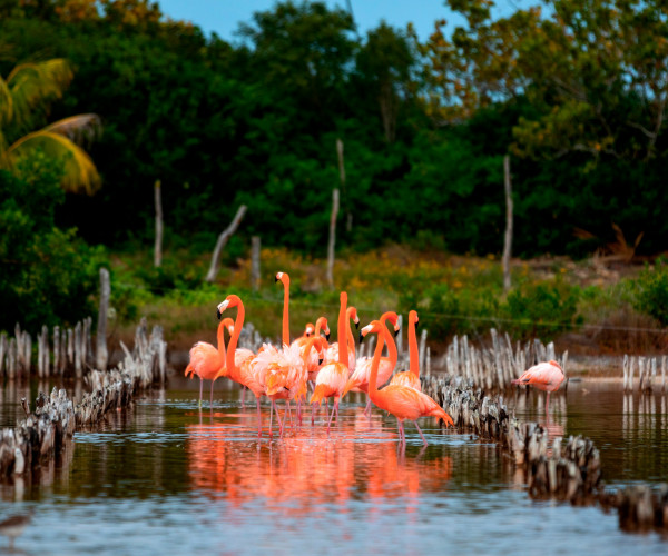 https://yucatantravel.epconsulting.mx/wp-content/uploads/2020/03/RivieraYucat-n-Fauna-Flamingos-DzilamdeBravo-01-600x500.jpg