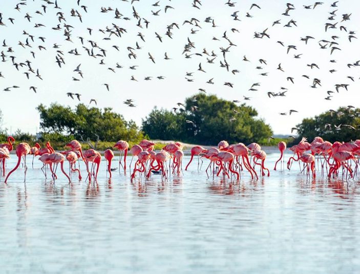 Reserva de la Biosfera Ría Celestún